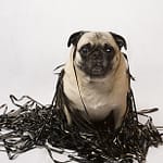 bigstock-Pug-in-a-pile-of-data-tape-7002683